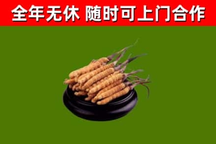 桃山区回收冬虫夏草